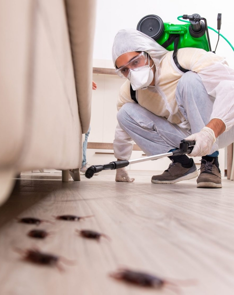 Professional Pest Control Services for a Cleaner, Safer Space