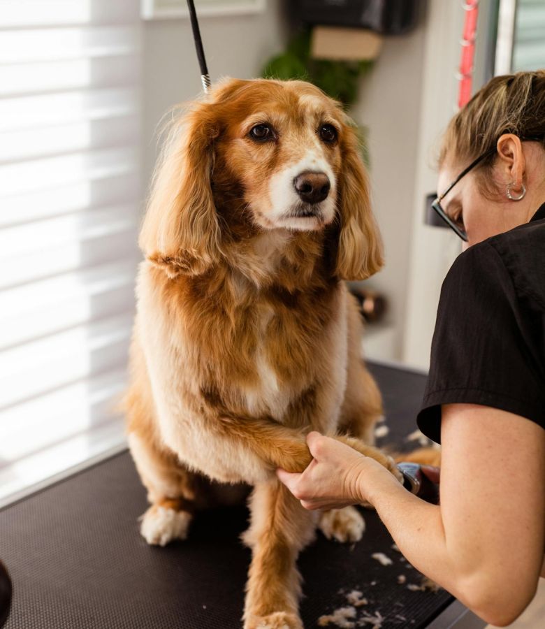 Our Pet Grooming Services Process: Gentle Care from Start to Finish