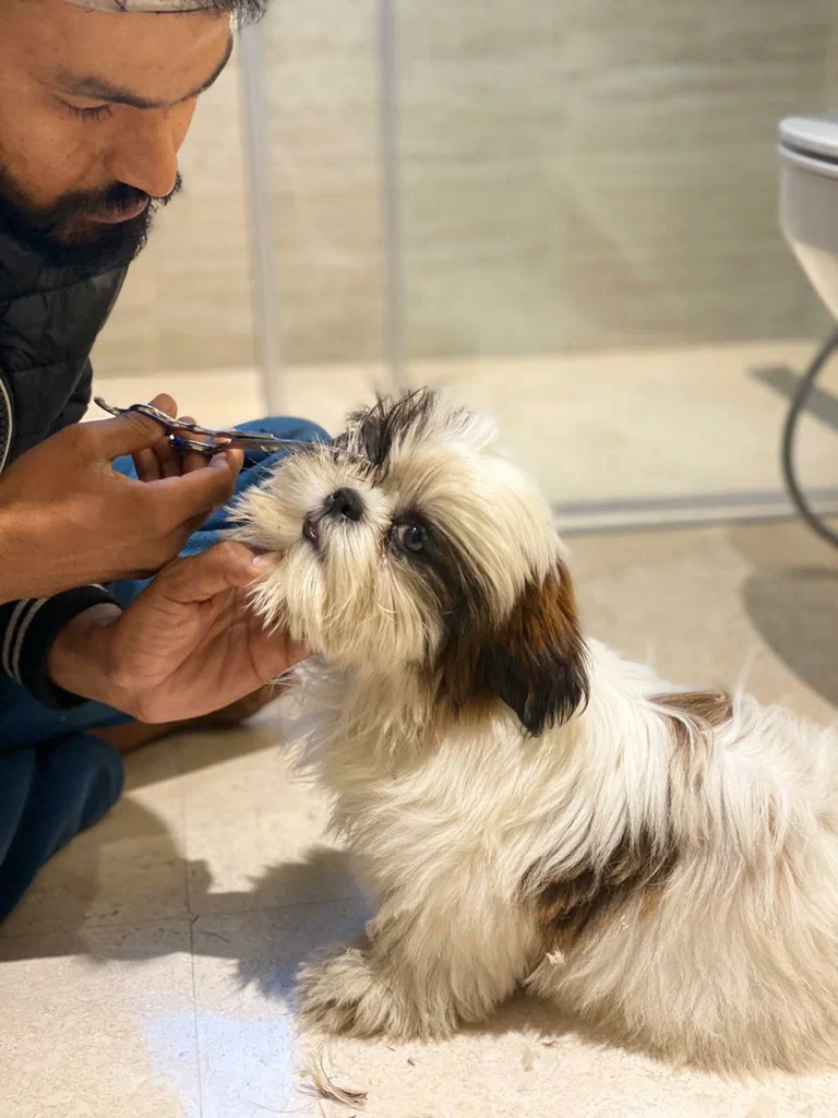 Premium Pet Grooming Services in Dubai: Care, Comfort & Style
