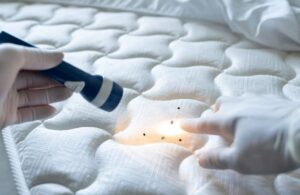 A professional search out the bed bugs in Dubai residential and give the treatment.