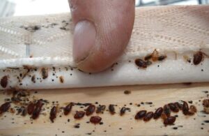 How Much Does Bed Bugs Control Cost in Dubai?