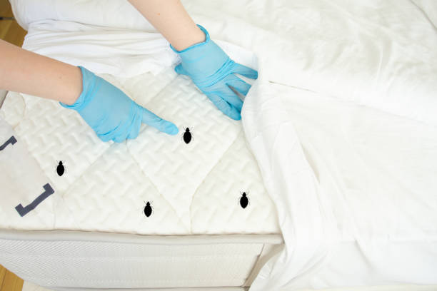 Professional find out the bed bugs under the bed sheet and give the bed bugs  treatment dubai