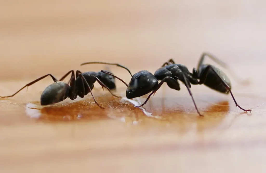 Ant Pest Control in Dubai for Kitchens and Food Areas