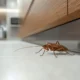 cockroaches pest control services dubai treatment 80x80