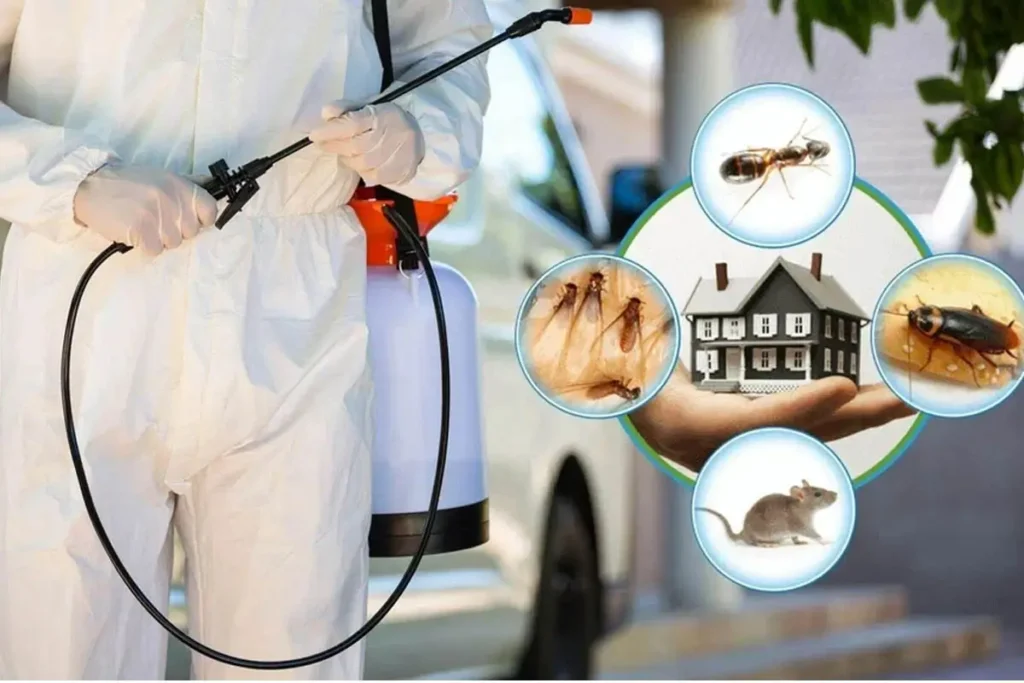 Professional Pest Management Services in Dubai