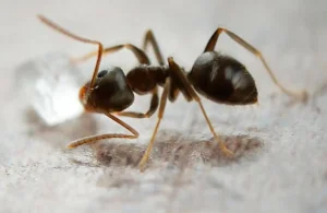 Ant Pest Control in Dubai with Same-Day Professional Treatment