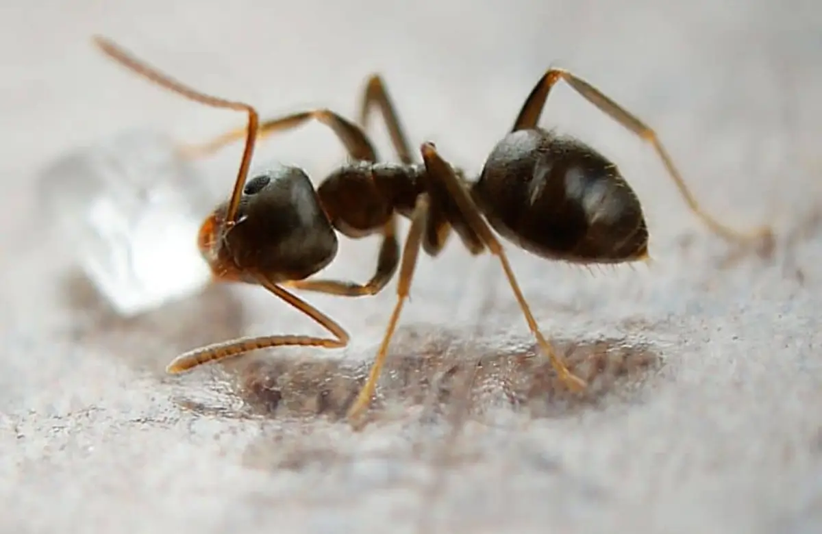 Ant Pest Control in Dubai with Same-Day Professional Treatment