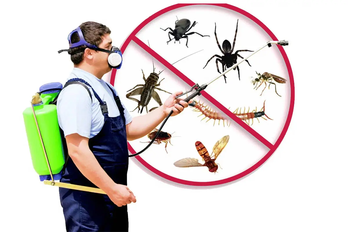 Top Pest Control Companies in Dubai You Can Trust