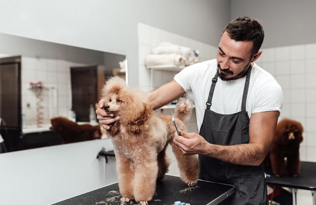 How Often Should You Groom Your Dog in Dubai Heat?
