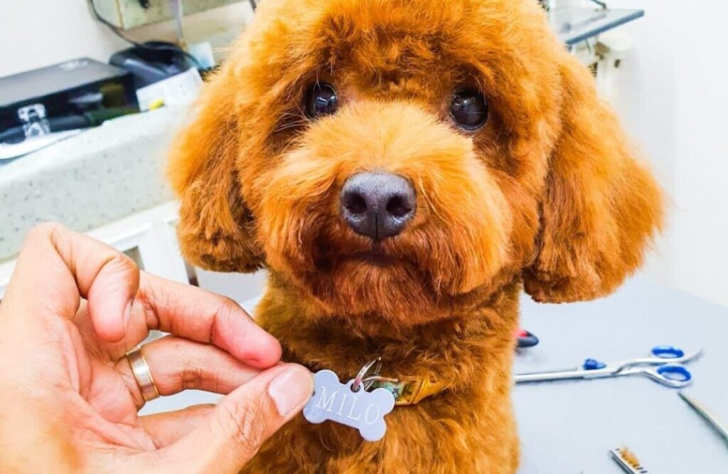 dog grooming Dubai
Groom Your Dog in Dubai Heat