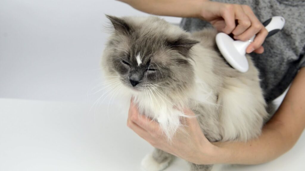 Considering mobile cat grooming in Dubai? Discover why at-home grooming is safer and less stressful for your cat, what to expect from a session, and how Service Hub makes it effortless.
