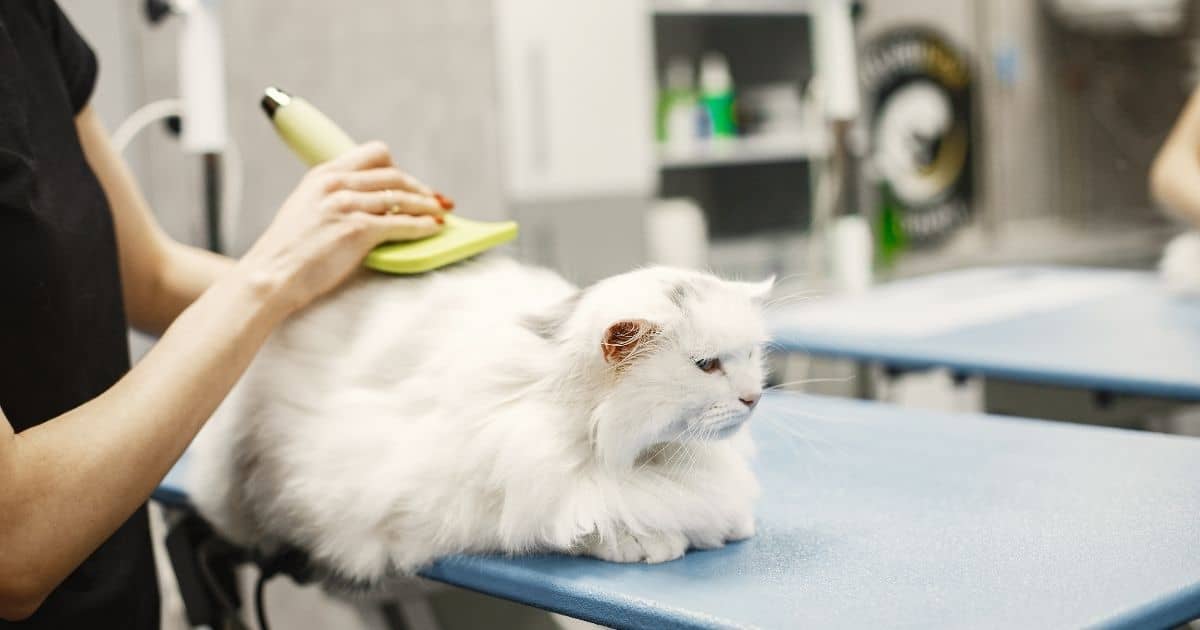 Mobile Cat Grooming Dubai: Is It Worth It for Your Pet?
