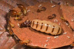 Termite Damage in Dubai Properties: Early Warning Signs