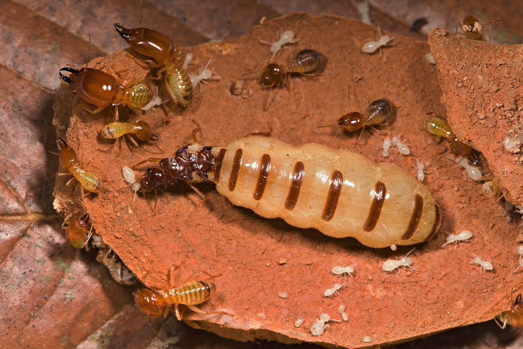 Termite Damage in Dubai Properties: Early Warning Signs