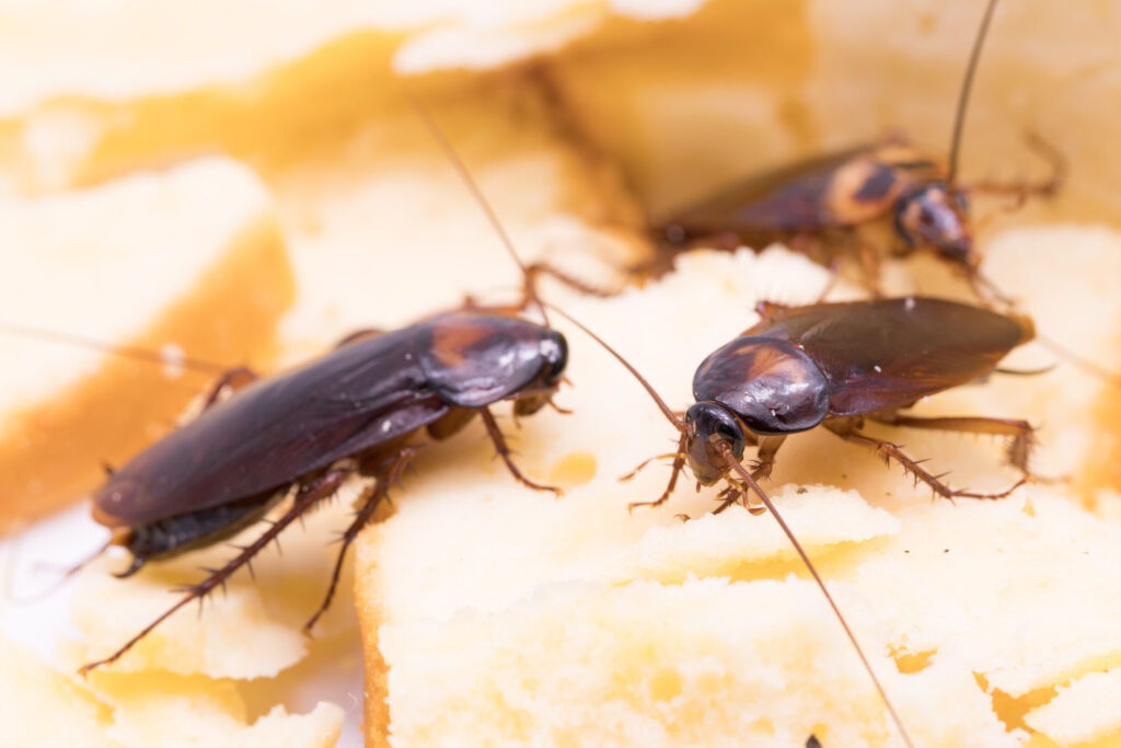 Cockroach Infestation Signs Dubai Apartments You Should Not Ignore in 2026
