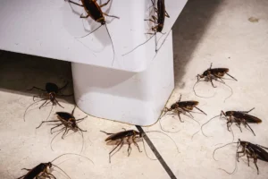 Cockroach Infestation Signs in Dubai Apartments You Should Not Ignore in 2026