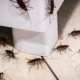 cockroach infestation Dubai 80x80
