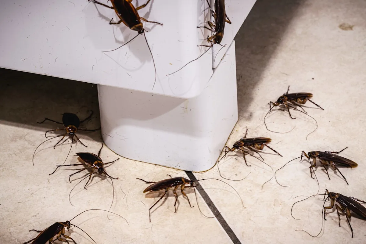 Cockroach Infestation Signs in Dubai Apartments You Should Not Ignore in 2026