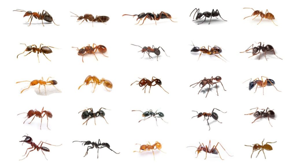 How to Get Rid of Ants in Your Dubai Kitchen Permanently in 2026