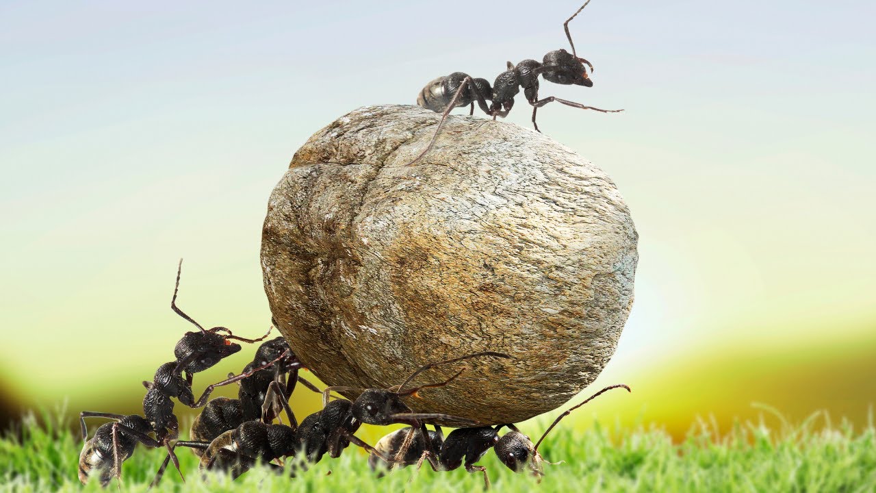 How to Get Rid of Ants in Your Dubai Kitchen Permanently in 2026